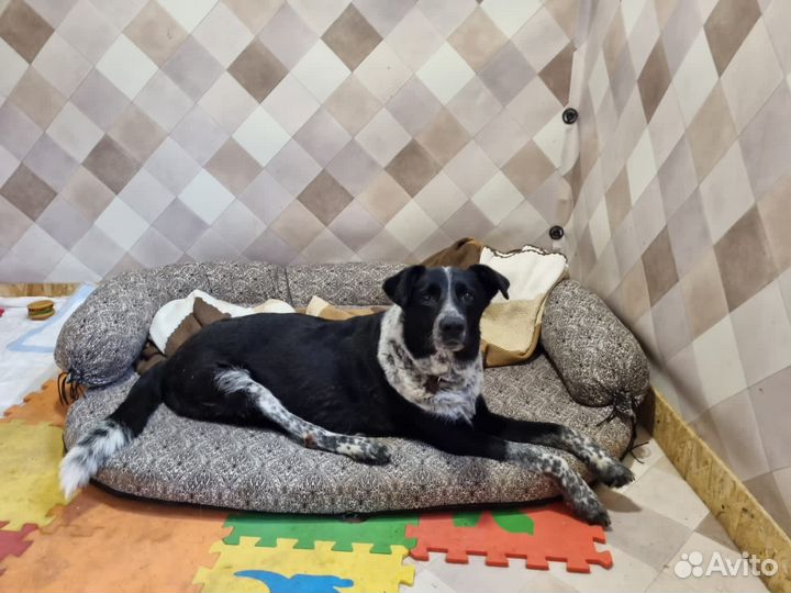 Собаки из приюта некрасовка