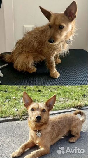 Грумер на дом