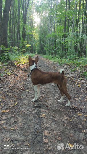 Передержка собак