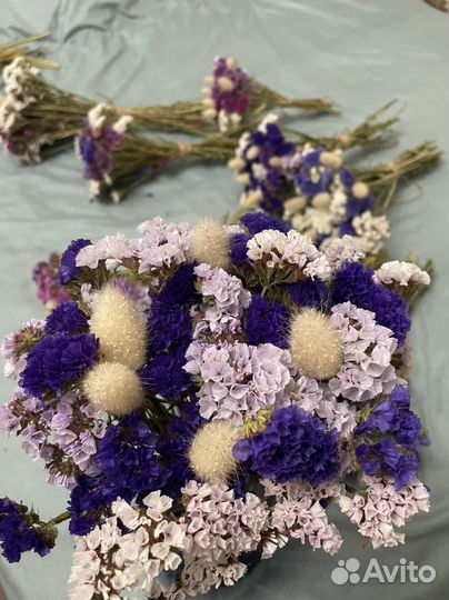 Цветы статица