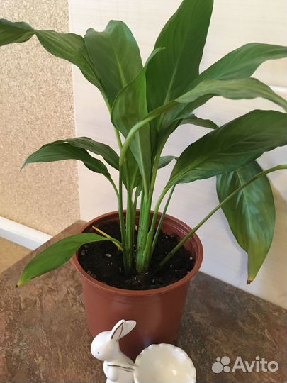 Спатифиллум