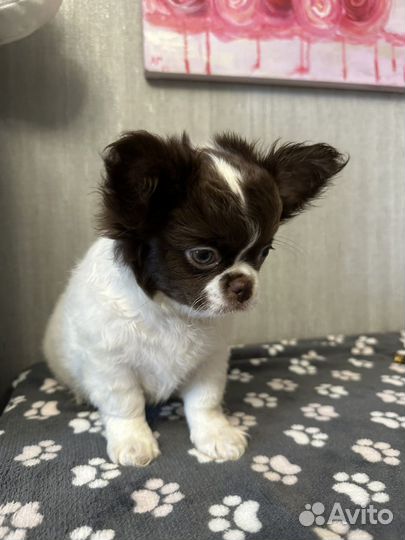 Плюшевый малыш