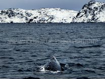 Морская прогулка териберка киты