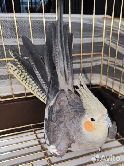 Попугай корелла девочка