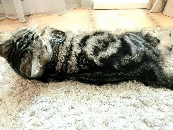 Британский кот