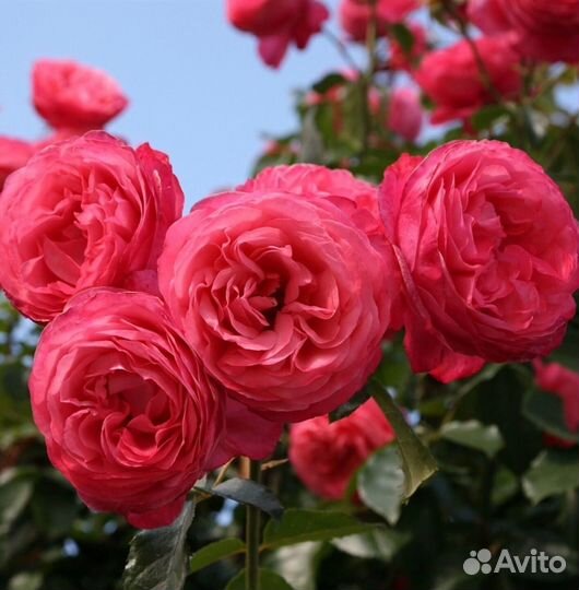 Саженцы роз окс на осень