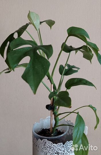 Монстера минима