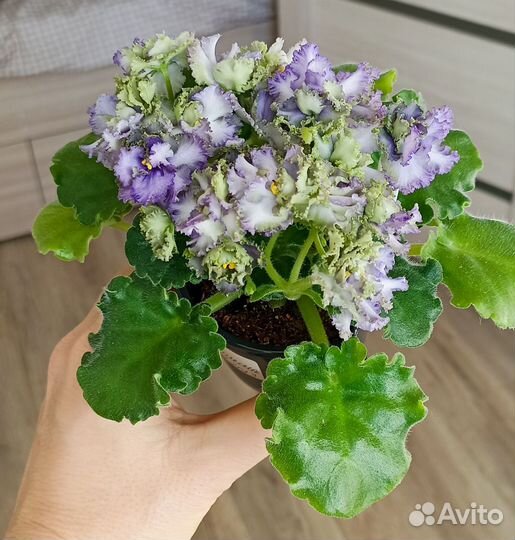 Фиалка листочки