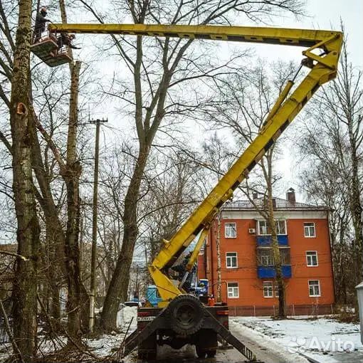 Спил и удаление деревьев