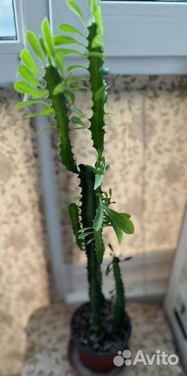 Молочай трехгранный суккулент