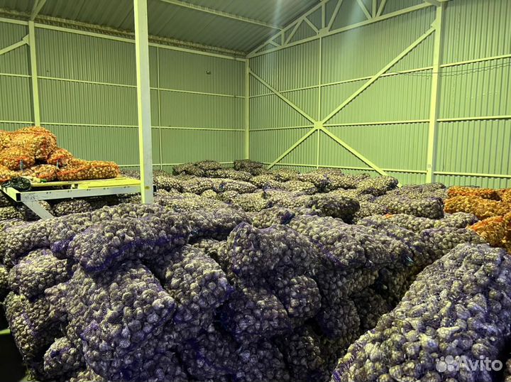 Чеснок любаша