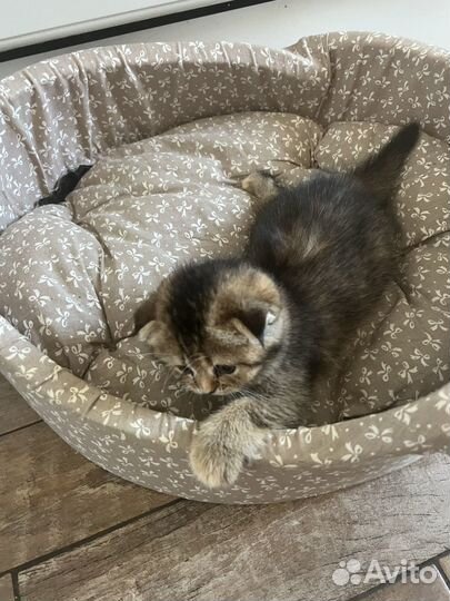 Шотландские котята