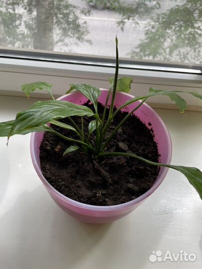 Спатифиллум женское счастье