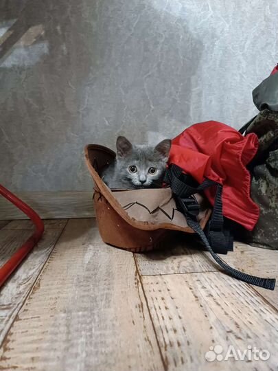 Британский