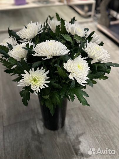 Хризантема одноголовая