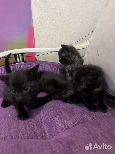 Котята в добрые руки даром мальчики