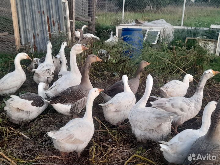 Гуси на племя