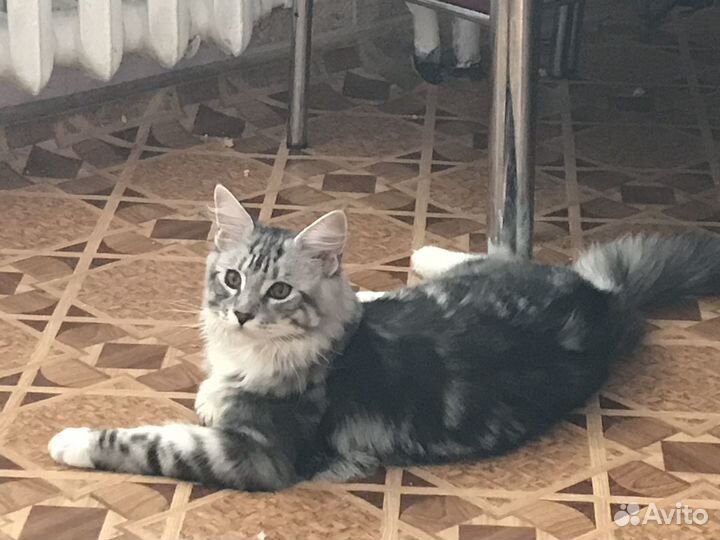 Мейн-кун серого цвета