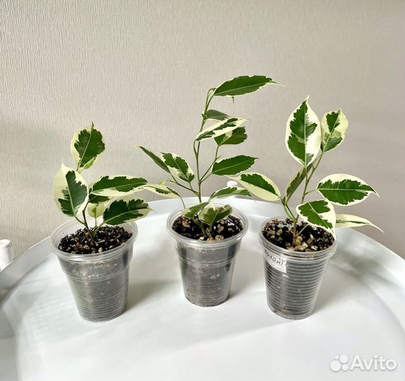 Фикус Твилайт