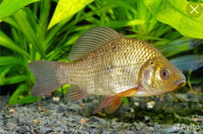 Живец карась ротан