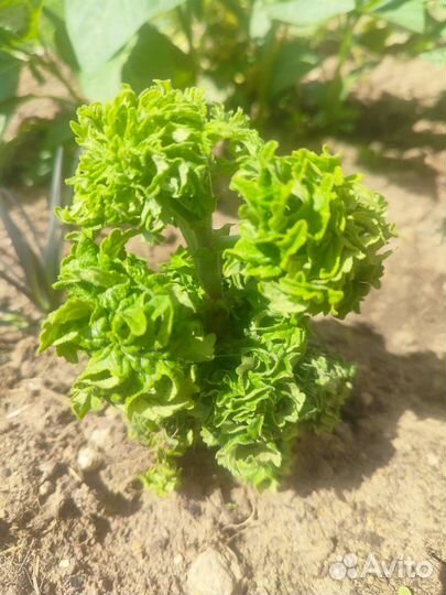 Пеларгония герань