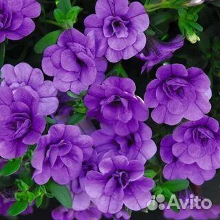 Калибрахоа рассада