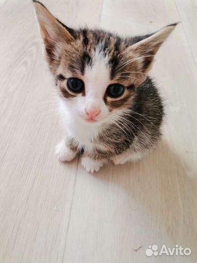 Отдам котят