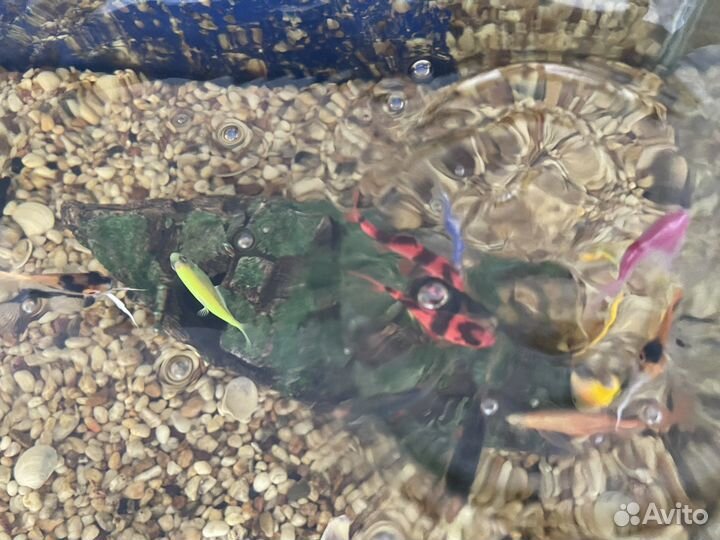 Аквариум с рыбками