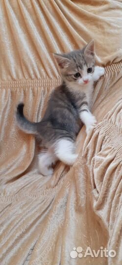 Котёнок девочка