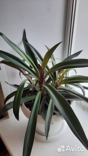 Цветы комнатные