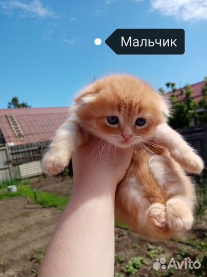 Шотландские котята