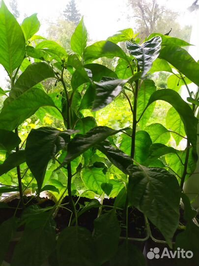 Рассада перца хабанеро комнатный