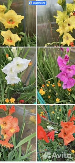 Детки гладиолусов