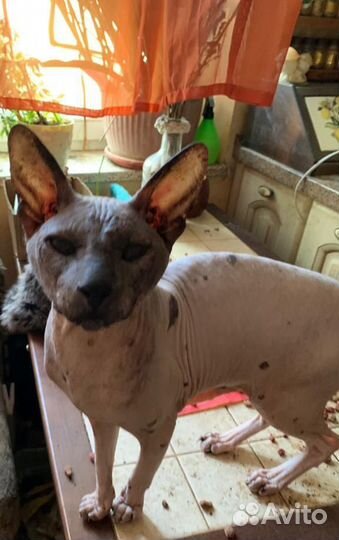 Отдам петерболда