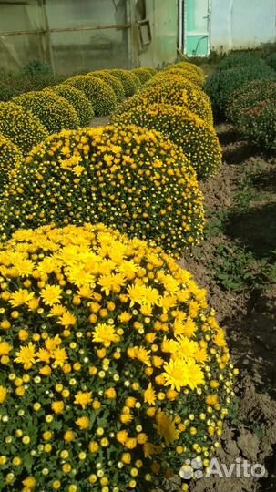 Хризантемы мультифлора рассада