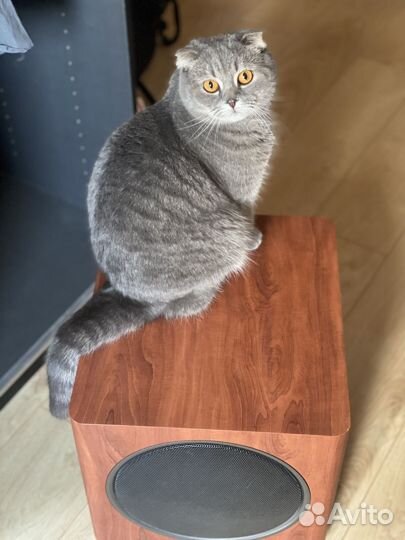 Сабвуфер Polk audio PSW 110