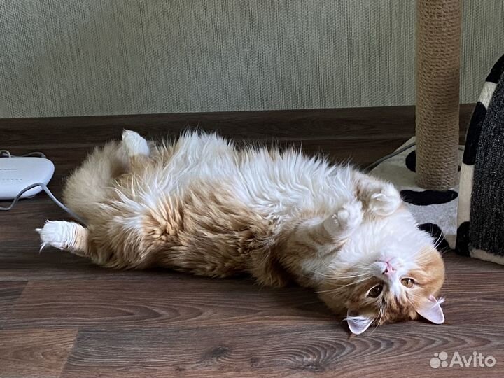 Отдам кота в добрые руки