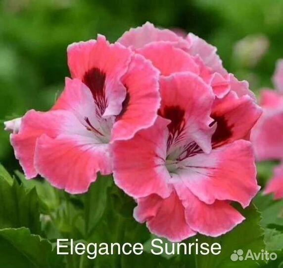 Пеларгонии