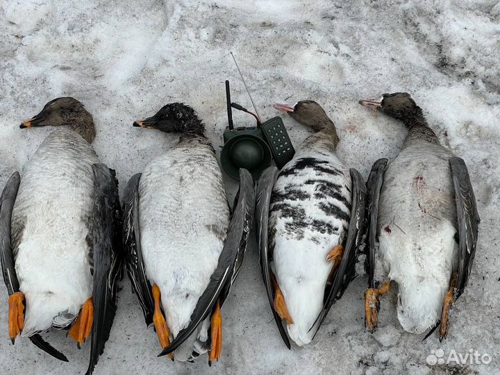 Голоса гусей