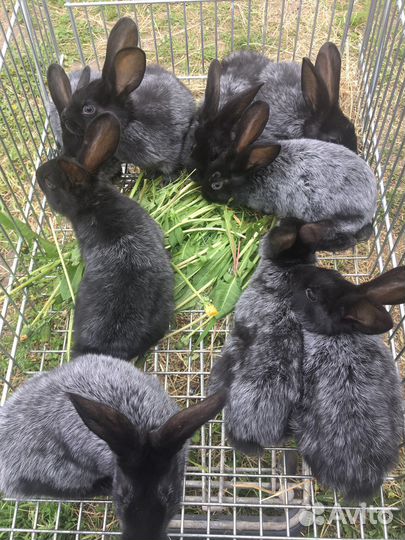 Кролики мясных пород