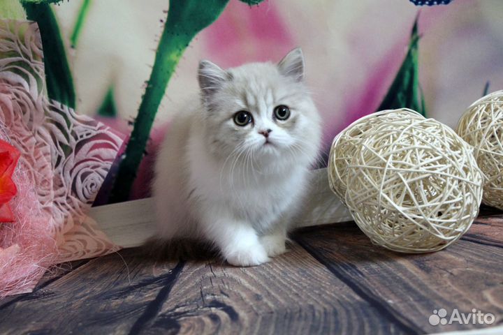 Шикарная шотландская кошечка