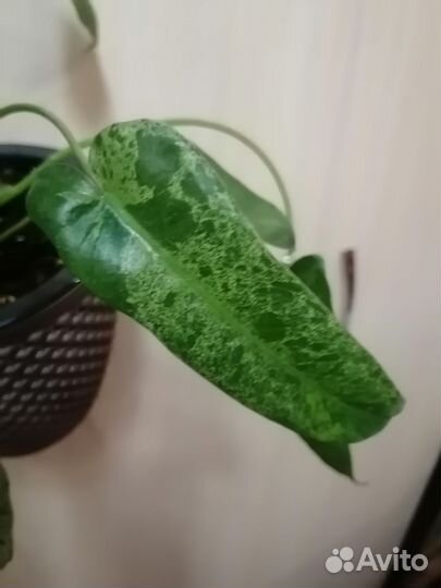 Филодендрон