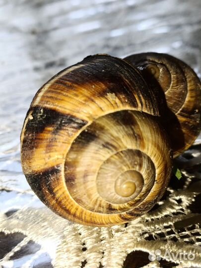 Улитки виноградные