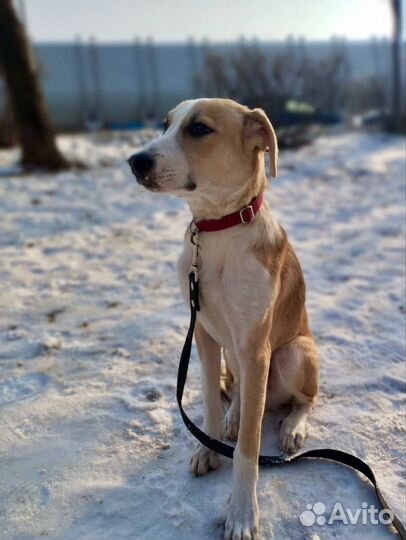 Очаровательный щенок Сэм в добрые руки