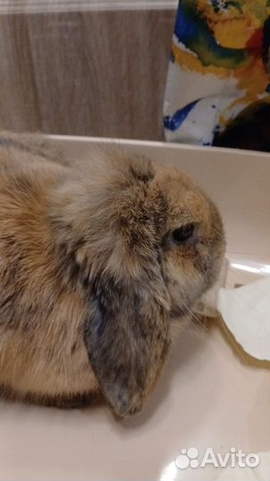 Кролик вислоухий