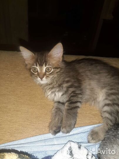 Британская кошка бесплатно