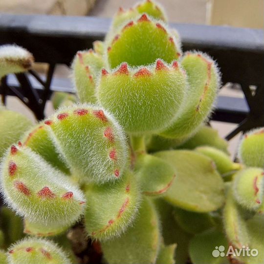 Суккуленты