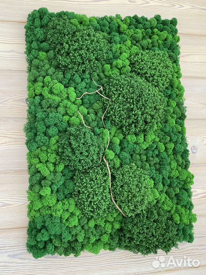 Панели из стабилизированного мха