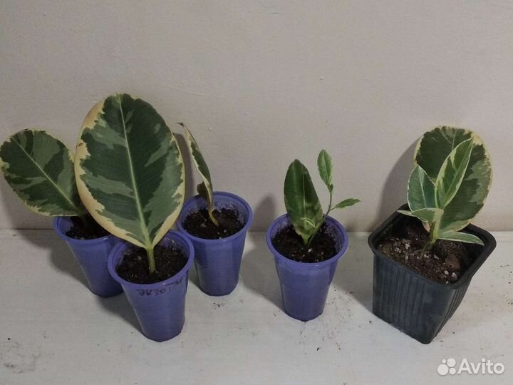 Фикусы. Тинеке