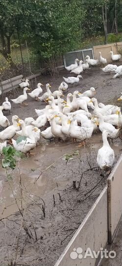 Утка стар 53 , 43 дня